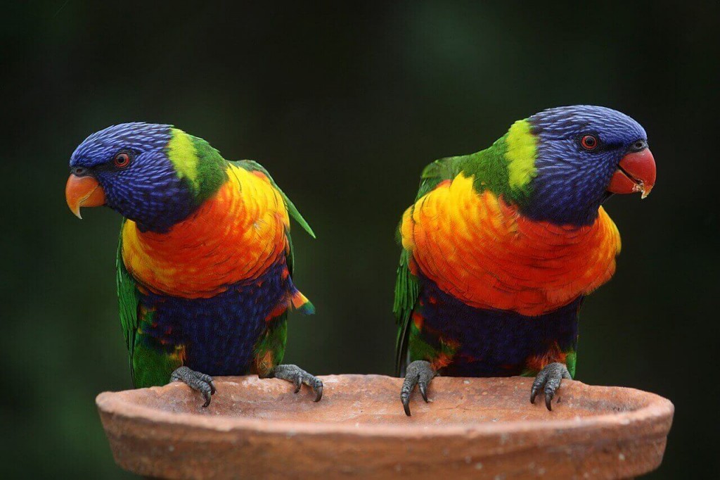 rainbow same sex couples partner visa australia